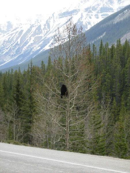 DSCN1191 bear in tree on Alaska Highway
